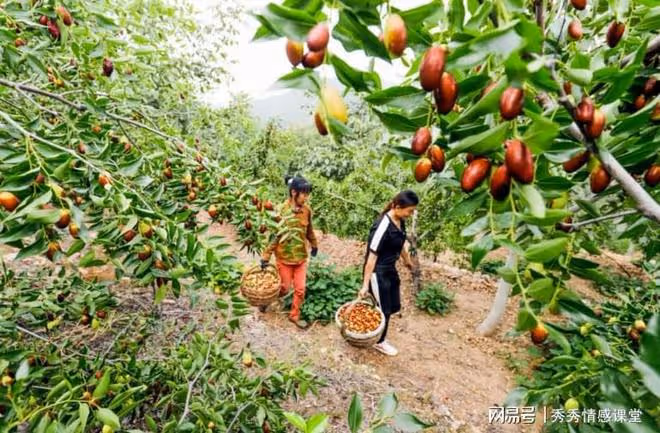 我帶朋友去舅舅家摘大棗,舅媽要稱斤收費,舅舅和她翻臉了