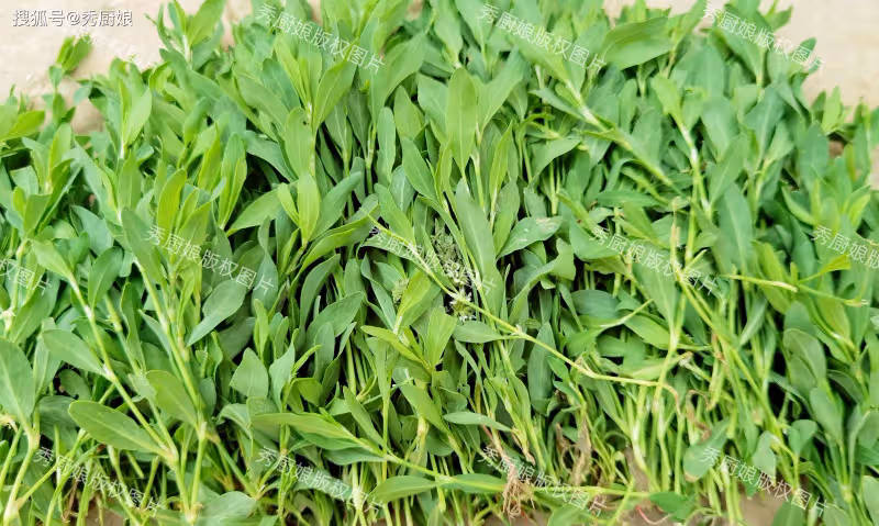 4月,抓緊吃這個菜,藥食同源,營養價值高!簡單一炒清香脆嫩!