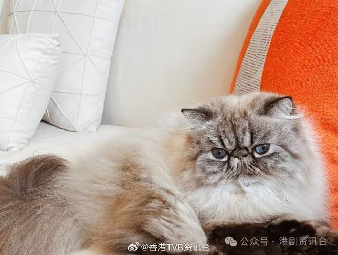 陳貝兒經常出埠擔心愛貓!無拖拍期待主持尋姻緣節目