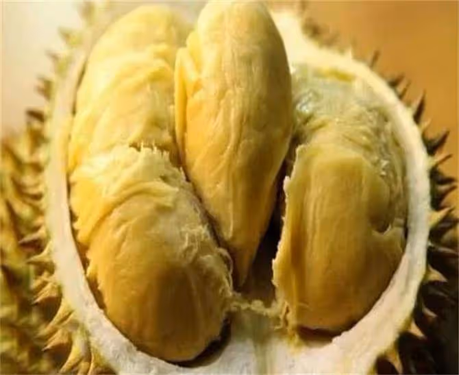 榴槤有點苦是怎麼回事？為什麼有些榴槤是苦的？