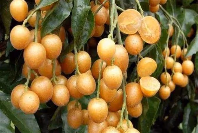 黃皮果是熱性還是涼性？黃皮果對身體有什麼好處？