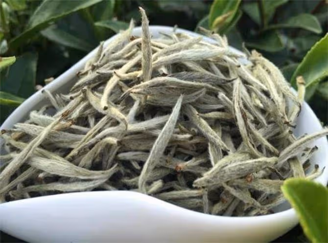 白茶哪裡產的最出名?這幾年什麼茶最瘋狂?絕對是福鼎白茶