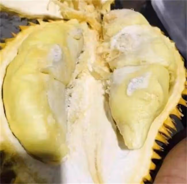 榴槤開了不熟怎麼補救？榴槤打開後沒熟怎麼辦？這個土方法不錯