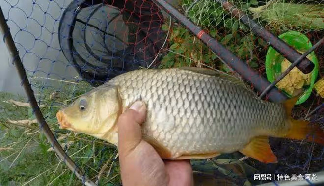 野釣鯉魚,這個餌料被公認的好,你試過了嗎?