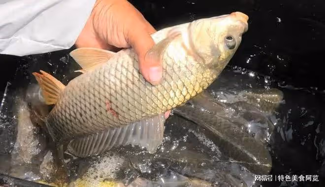 野釣鯉魚,這個餌料被公認的好,你試過了嗎?