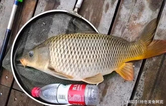 野釣鯉魚，這個餌料被公認的好，你試過了嗎？