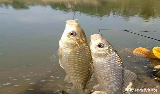 中午釣魚,怎麼釣才能大豐收?來聽聽老釣手的經驗分享!