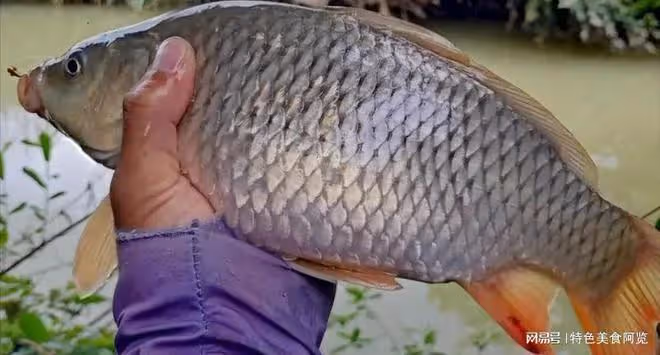 中午釣魚,怎麼釣才能大豐收?來聽聽老釣手的經驗分享!