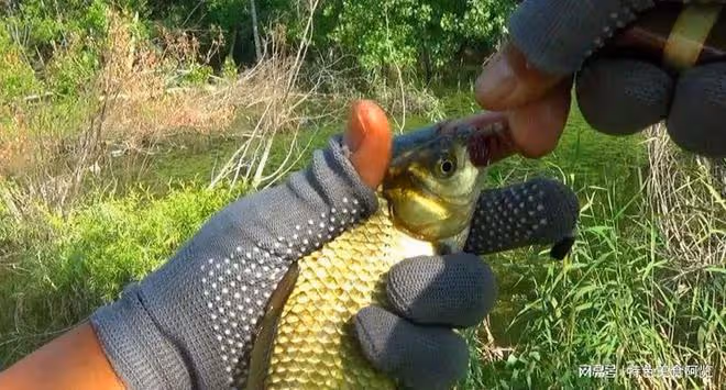 天熱釣魚,釣深還是釣淺?一文教你夏日釣魚秘訣!