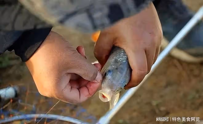 蚯蚓釣鯽魚,調漂技巧大揭秘!