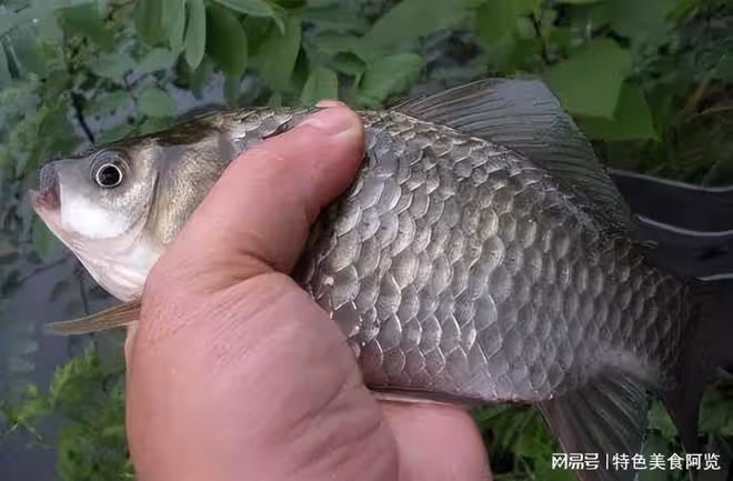 蚯蚓釣鯽魚,調漂技巧大揭秘!