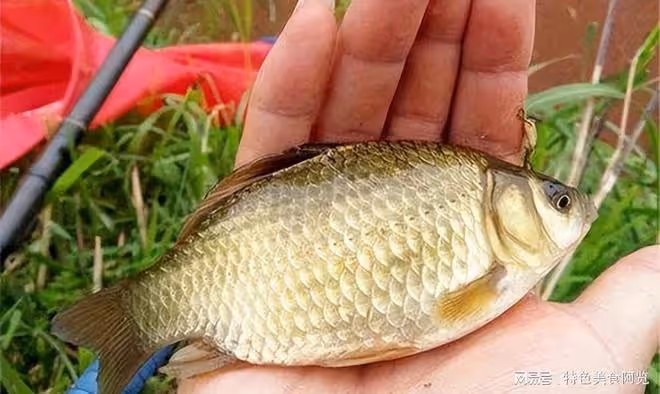 蚯蚓釣鯽魚,調漂技巧大揭秘!