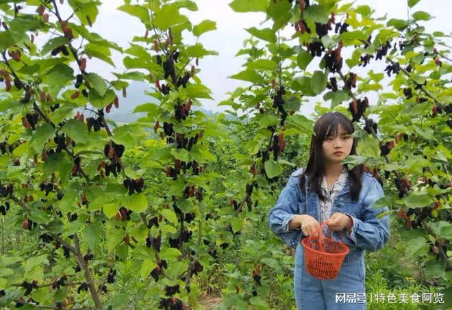 我國哪裡盛產桑葚?中國十大桑葚產地盤點,哪裡的桑葚質量好呢?