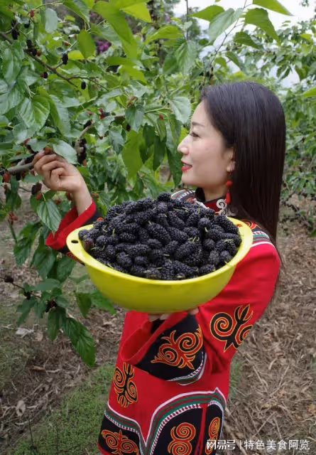 我國哪裡盛產桑葚?中國十大桑葚產地盤點,哪裡的桑葚質量好呢?