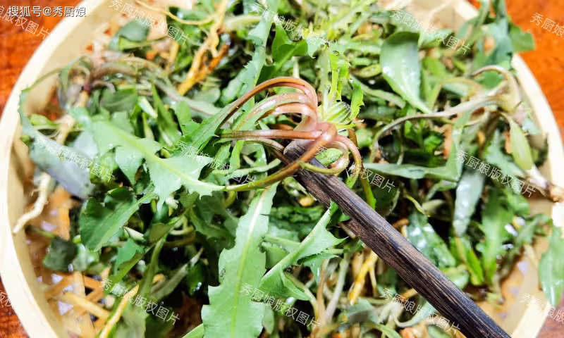 去火最厲害的野菜,5月遇見千萬別手軟,簡單拌一拌,藥食兩用!