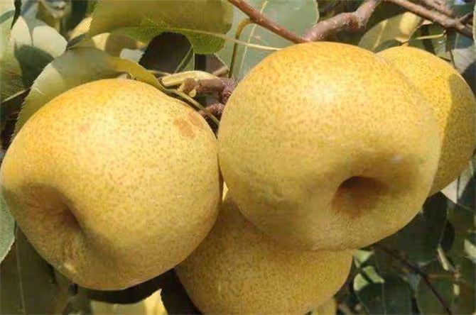 梨幾月份成熟?梨樹品種都有哪些?金秋蜜梨幾月份成熟上市?