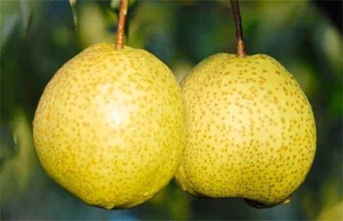 梨幾月份成熟?梨樹品種都有哪些?金秋蜜梨幾月份成熟上市?