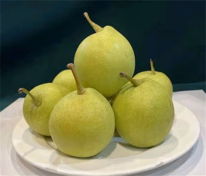 梨幾月份成熟?梨樹品種都有哪些?金秋蜜梨幾月份成熟上市?