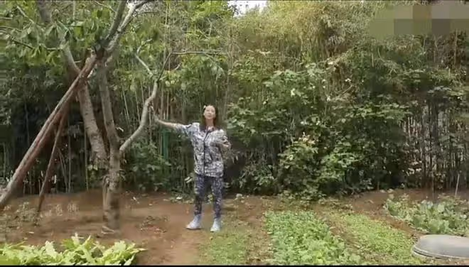 周海媚去世三個多月後北京豪宅菜園近況:一片荒蕪雜草叢生好淒涼