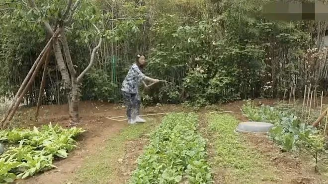 周海媚去世三個多月後北京豪宅菜園近況:一片荒蕪雜草叢生好淒涼