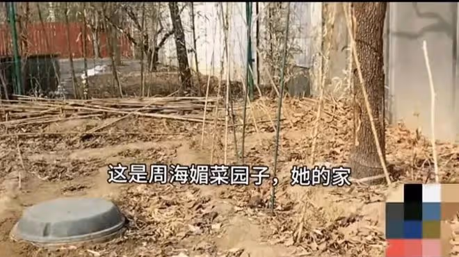 周海媚去世三個多月後北京豪宅菜園近況:一片荒蕪雜草叢生好淒涼