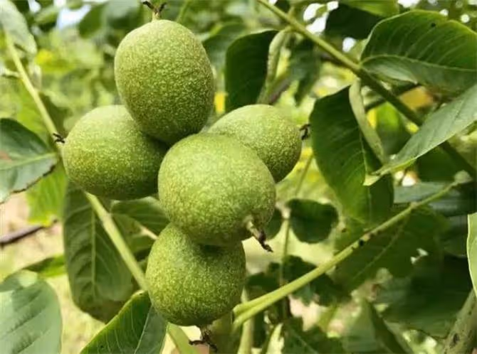 核桃什麼時候成熟採摘?核桃最好幾月份成熟採摘?