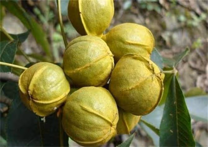 核桃什麼時候成熟採摘?核桃最好幾月份成熟採摘?