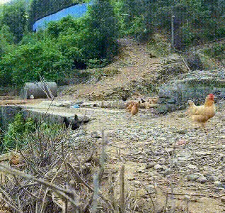 山東:90後夫妻山中養雞,雞怕跑慢沒飯吃,個個都學會了飛
