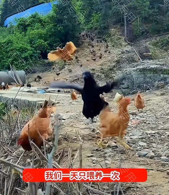 山東:90後夫妻山中養雞,雞怕跑慢沒飯吃,個個都學會了飛