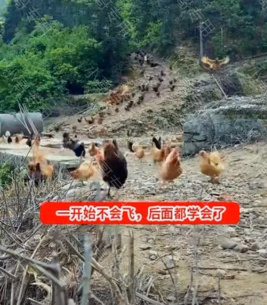 山東:90後夫妻山中養雞,雞怕跑慢沒飯吃,個個都學會了飛