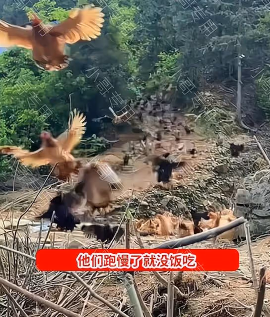 山東:90後夫妻山中養雞,雞怕跑慢沒飯吃,個個都學會了飛