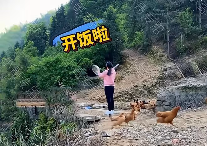 山東:90後夫妻山中養雞,雞怕跑慢沒飯吃,個個都學會了飛