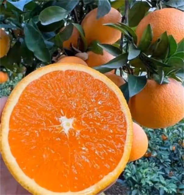 橙子是什麼季節的水果?怎麼挑選橙子?