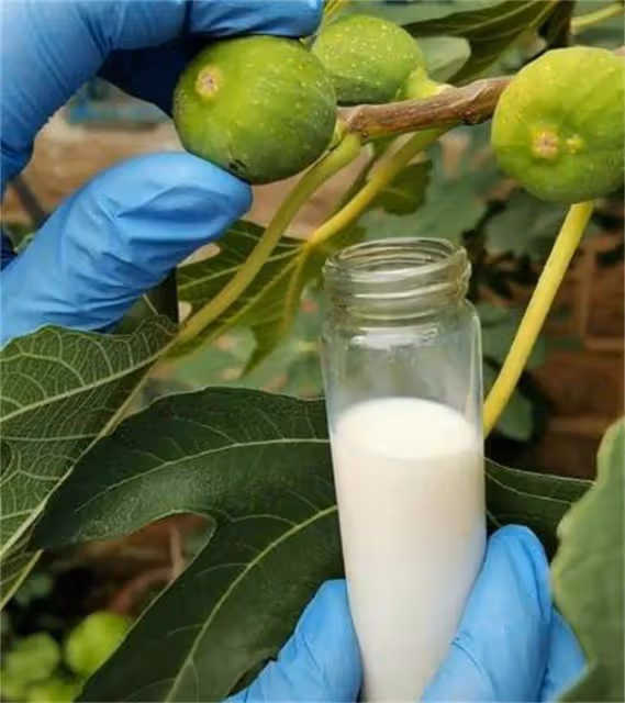 無花果的白汁能治什麼?無花果白色乳液有什麼用途?