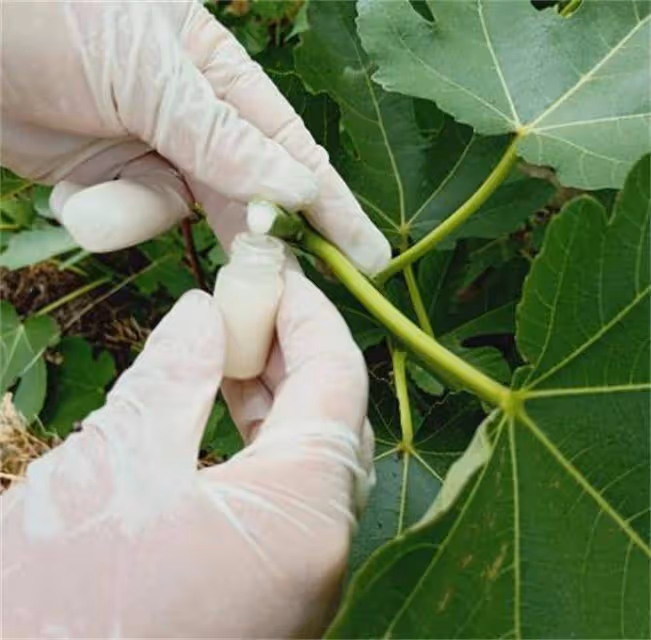無花果的白汁能治什麼?無花果白色乳液有什麼用途?