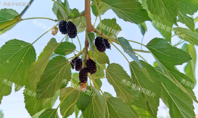 香椿靠邊站,它才是「樹上第一鮮」,鮮嫩美味營養高,5月抓緊吃