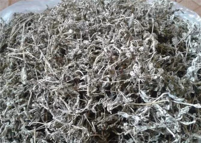 莓茶哪裡的好?莓茶的產地在哪裡?喝莓茶的好處是什麼?