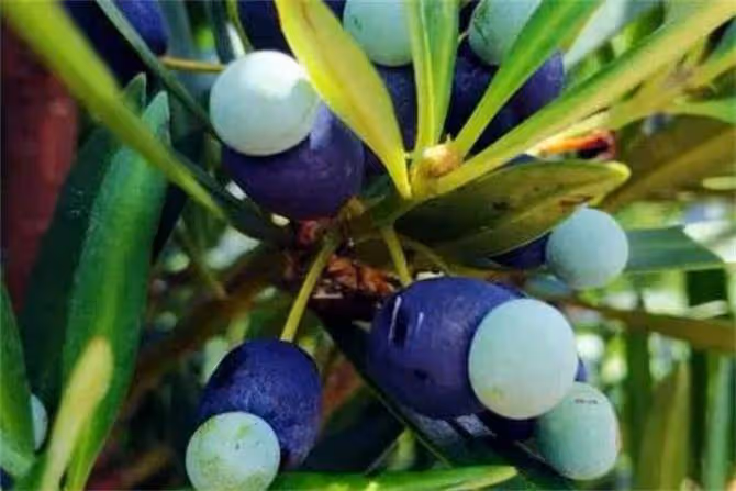 羅漢松果實可以吃嗎?你知道羅漢松果還能治病嗎?