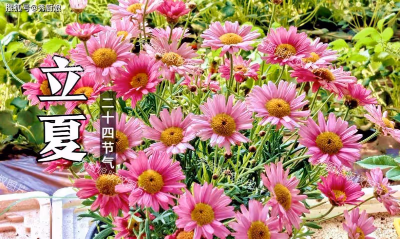 「五月喝養心湯,中藥不用抓」,2款立夏養生湯,健脾祛濕又安神