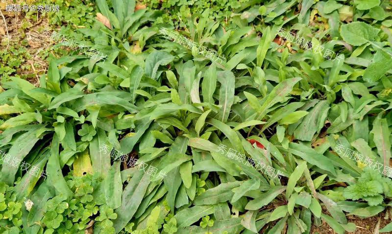 這菜全身是寶,卻因名字被人「嫌棄」,比薺菜還營養,蒸包子真香