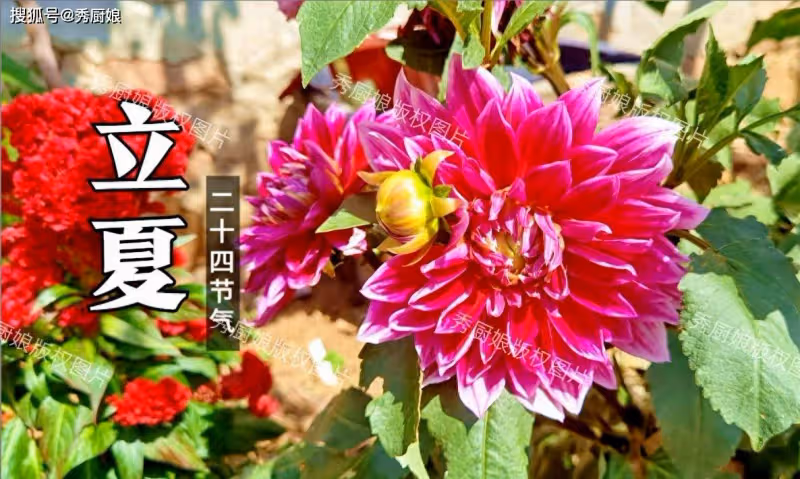 5月5日立夏,有錢沒錢,牢記:吃4樣,做1事,順應節氣,安康度夏
