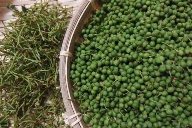 新鮮花椒直接冷凍行嗎?花椒怎樣保存鮮香翠綠,久放不會變黑?