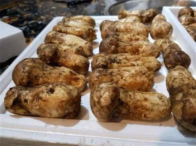 松茸怎麼清洗?新鮮松茸如何清洗保存?這個方法值得嘗試