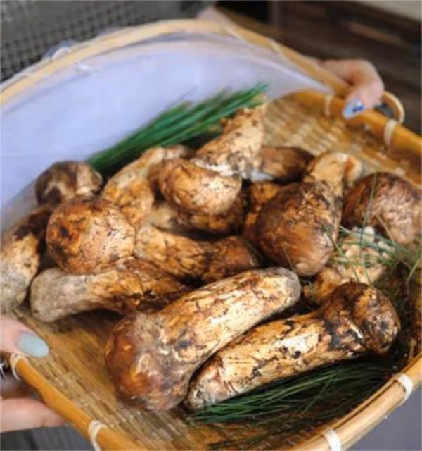 松茸怎麼清洗?新鮮松茸如何清洗保存?這個方法值得嘗試