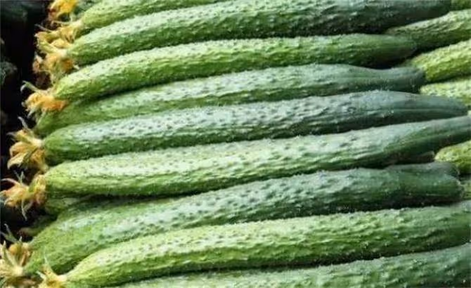 黃瓜是水果還是蔬菜?為什麼叫黃瓜不叫綠瓜?