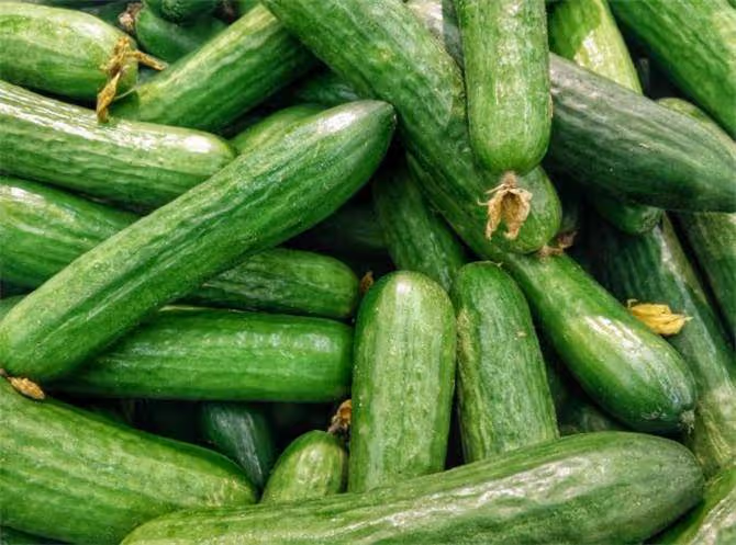 黃瓜是水果還是蔬菜?為什麼叫黃瓜不叫綠瓜?