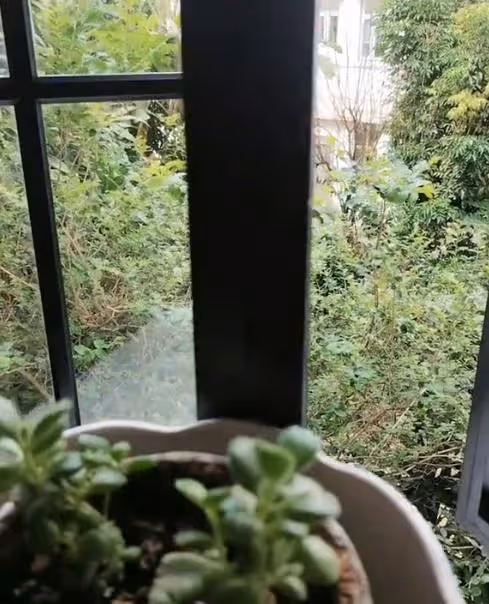 吳綺莉價值1500萬的豪宅雜草叢生，女兒離開後她無心打掃