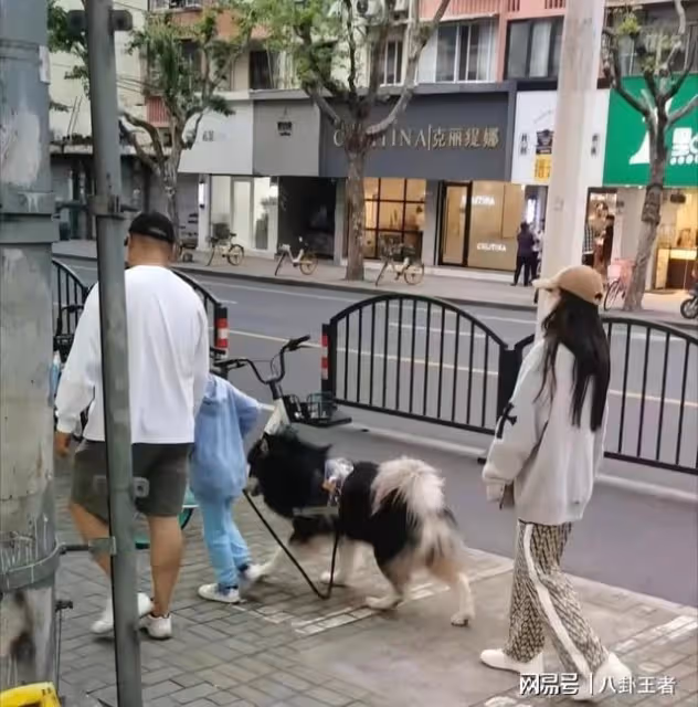 baby新男友已獲小海綿認可？街頭帶娃遛大型犬，像幸福的一家三口