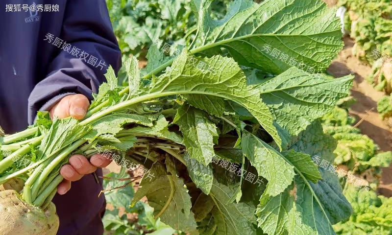 5月,吃菠菜芹菜不如吃它,全身是寶,才1元一斤,隨手一蒸太香了