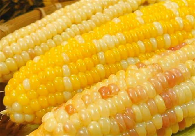 玉米熟的保存還是生的保存?教你幾個技巧,放一年味道也不變